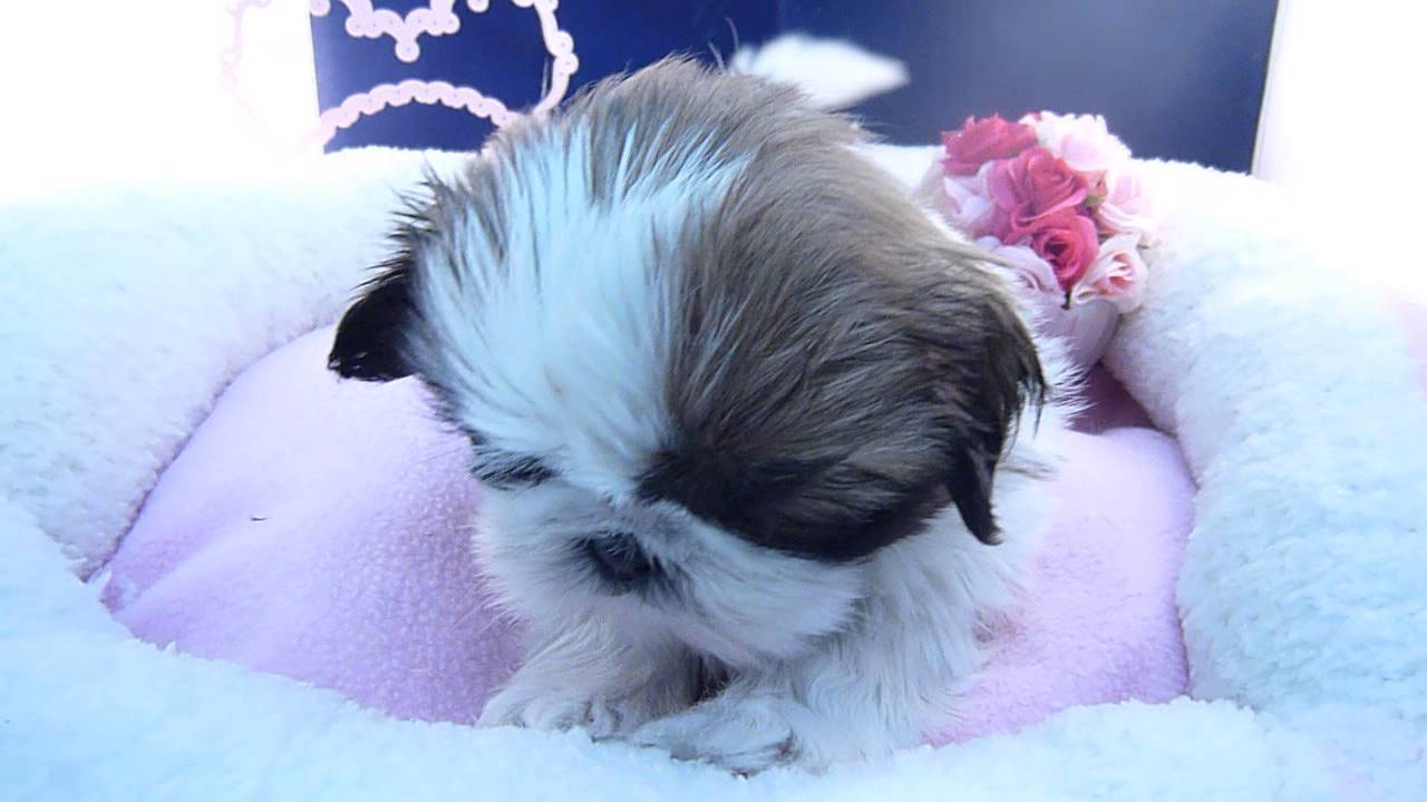 シーズー犬の可愛い子犬の動画♪ 【ペットメディアLotty(ロッティ)】
