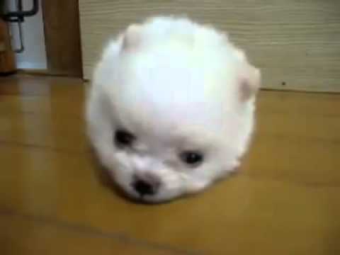 ワタアメみたいにかわいい真っ白なポメラニアンの子犬 ペットメディアlotty ロッティ