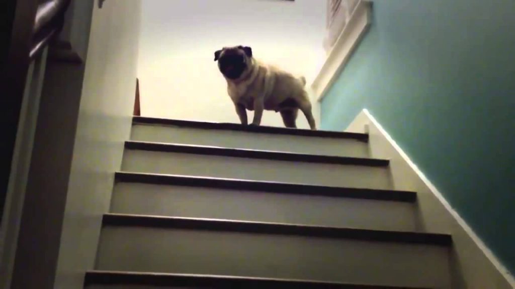 階段の登り方が面白いパグ犬の動画 ペットメディアlotty ロッティ