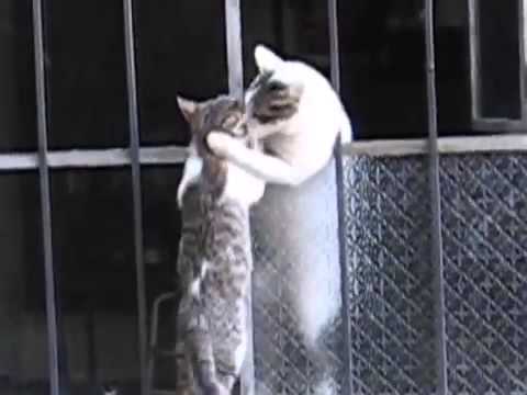 壁を越えようとする子猫を手助けする母猫の感動動画 ペットメディアlotty ロッティ
