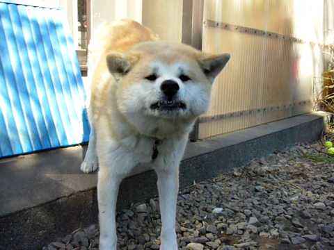 面倒くさそうに威嚇しに来る秋田犬の動画です ペットメディアlotty ロッティ