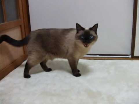 おしゃべりなシャム猫の可愛い鳴き声 ペットメディアlotty ロッティ