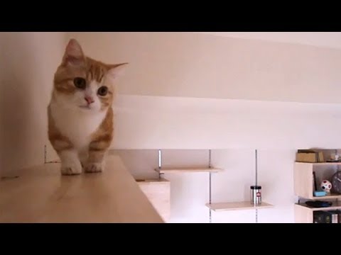 キャットタワーを巡回するマンチカン猫 ペットメディアlotty ロッティ