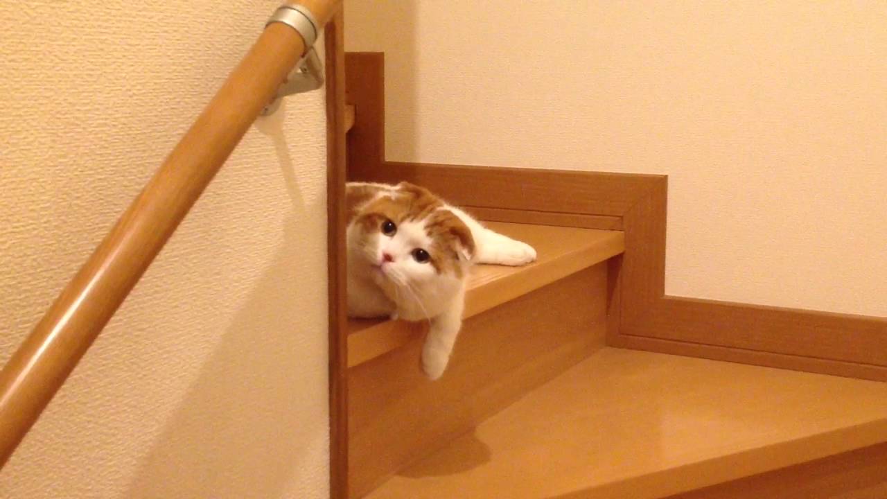 階段でくつろぐ癒しのスコティッシュフォールド猫♪ 【ペットメディア - 猫 癒
し 動画