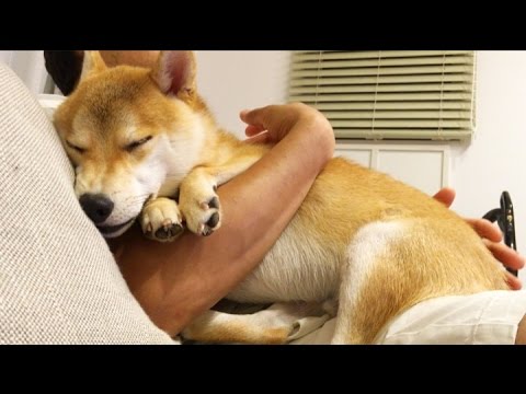 まるで赤ちゃん ご主人様にあやされて眠る柴犬 ペットメディアlotty ロッティ