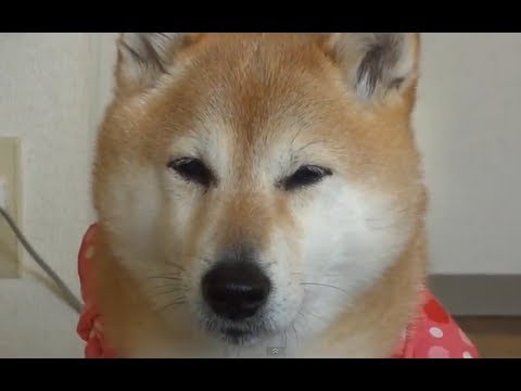 そろそろお腹が空きましたと渋い目つきで訴える柴犬ww ペットメディアlotty ロッティ