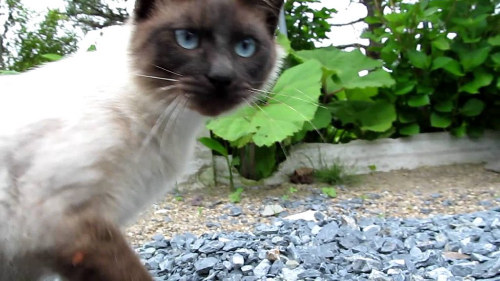 シャム猫の可愛い動画 ペットメディアlotty ロッティ