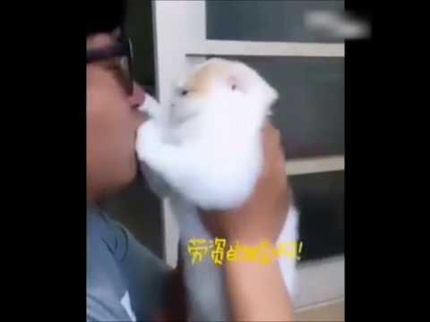 猫 無理だにゃ キスしようとすると断固拒否 かわいすぎる Animalive