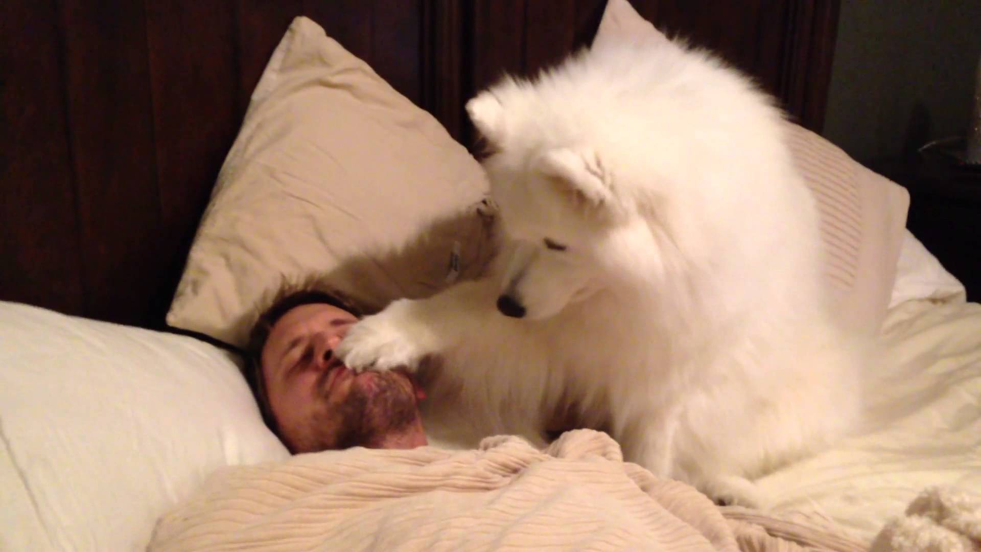 イケメンパパの寝込みを襲う巨大モフモフ犬 ペットメディアlotty ロッティ