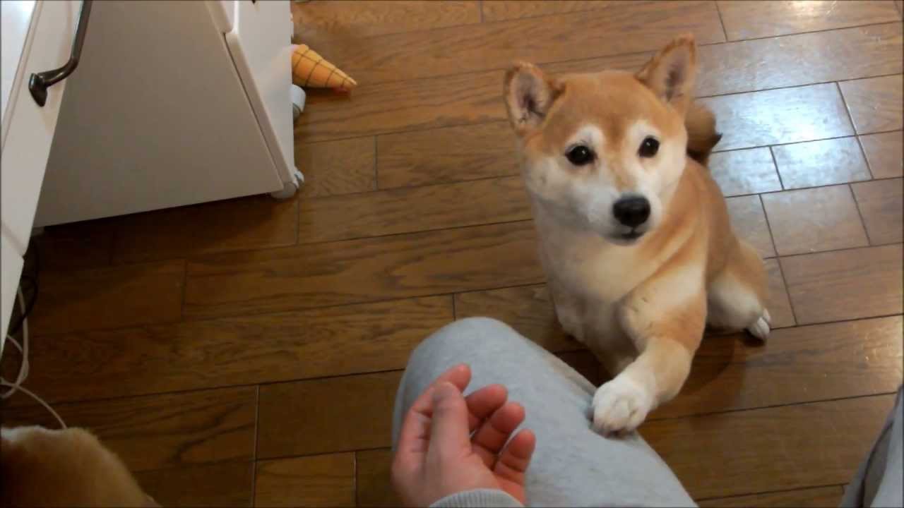 飼い主にしがみつく柴犬いちご ペットメディアlotty ロッティ