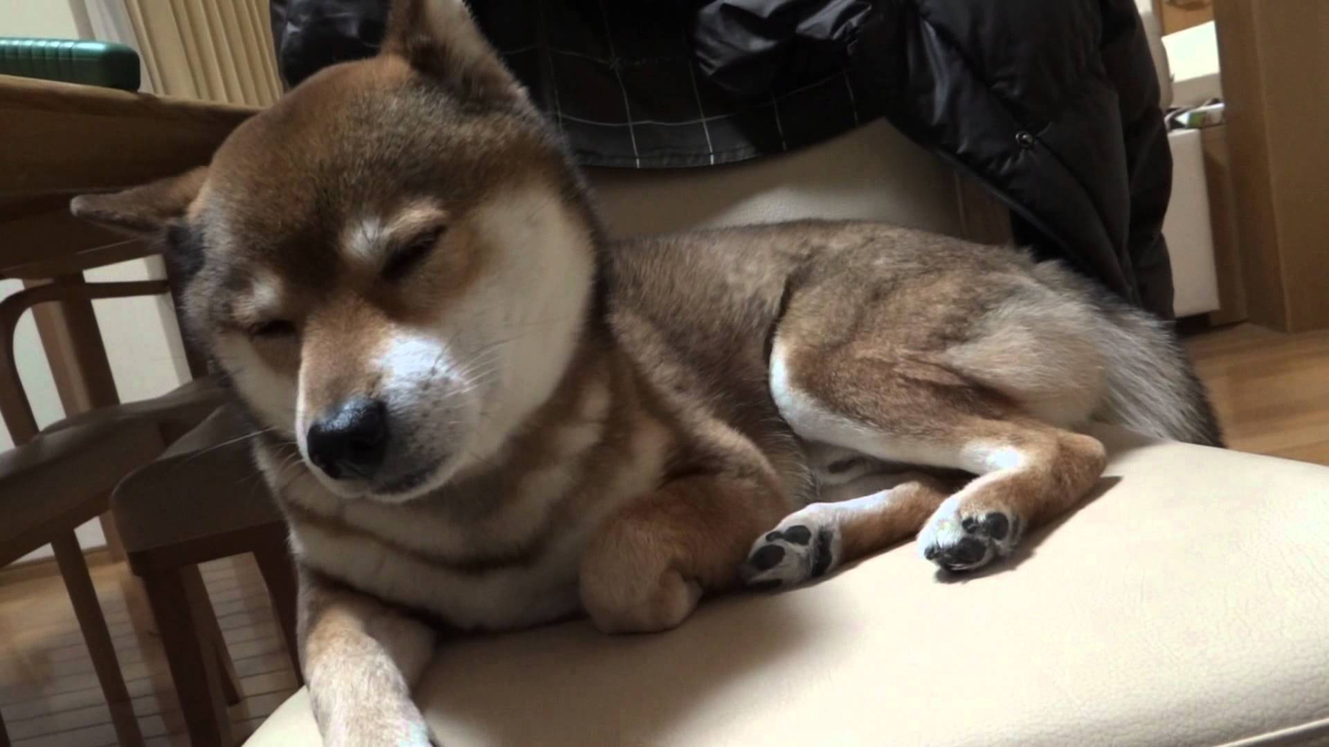 眠いのに寝ないように頑張る柴犬 ペットメディアlotty ロッティ