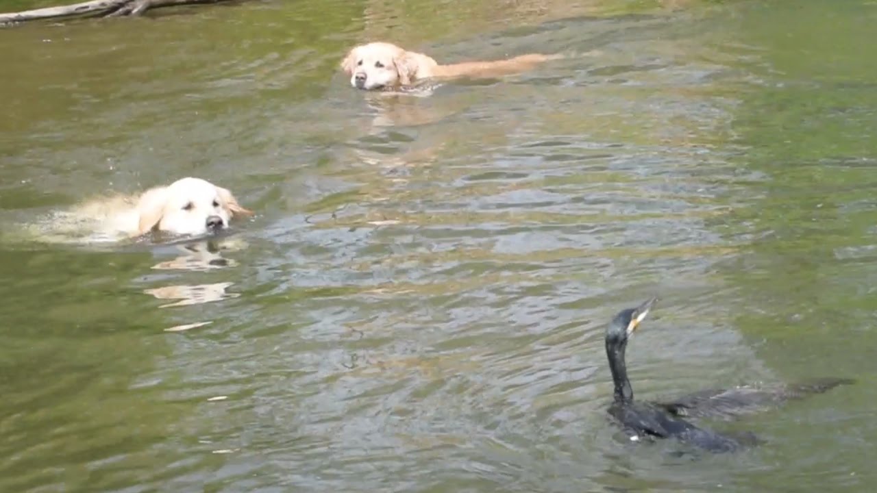 水鳥に遊ばれるゴールデンレトリバーがバカ可愛い ペットメディアlotty ロッティ