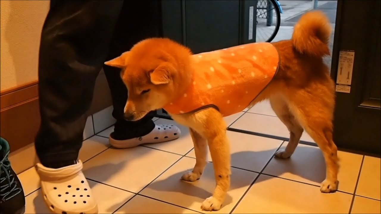 服を着せられてテンション駄々下がりの犬の服を脱がすと ペットメディアlotty ロッティ