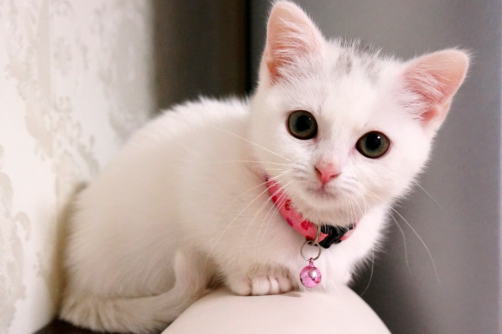 美人すぎる真っ白な子猫のごはんください攻撃 ペットメディアlotty ロッティ
