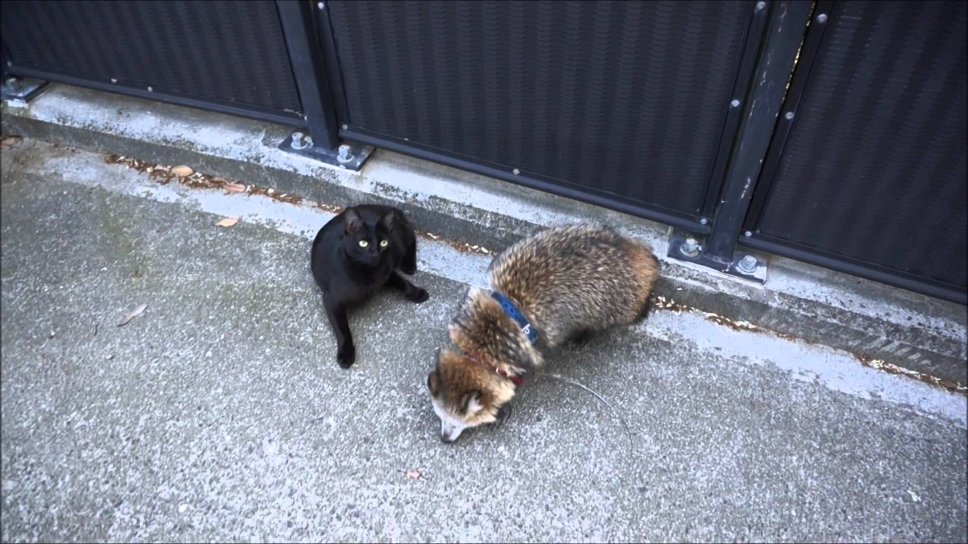 通りたいタヌキvs通さない黒猫の動画 意外と2匹は仲良しねww ペットメディアlotty ロッティ