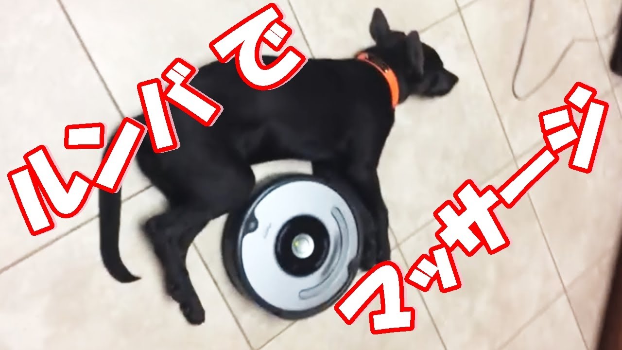 そ それはゴミじゃwwお掃除機ルンバにマッサージされる犬の動画 ペットメディアlotty ロッティ