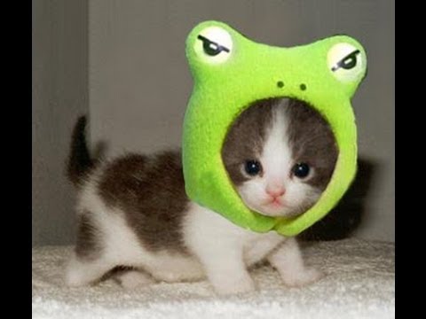 可愛い猫の爆笑ハプニング動画集ww ペットメディアlotty ロッティ