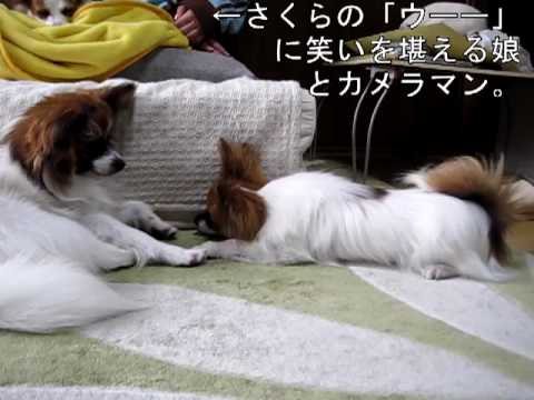 眠い犬vs遊びたい犬の攻防に注目の動画 ペットメディアlotty ロッティ