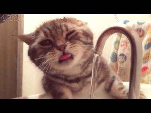 ちゃんと飲めてる キュートな猫が洗面所で水飲みにチャレンジ ペットメディアlotty ロッティ
