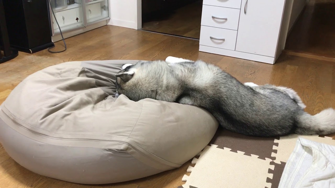 人をダメにするソファーは犬もダメにする ハスキー W ペットメディアlotty ロッティ