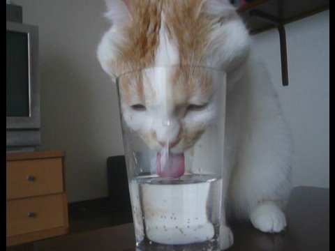 グラスの水をどうしても飲みたい猫がとった行動にキュン死 ペットメディアlotty ロッティ