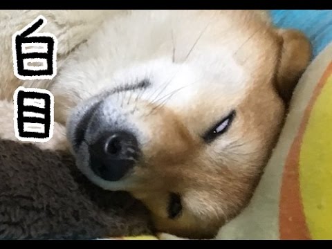 ゆるかわ 白目をむいてスヤスヤ眠る柴犬 ペットメディアlotty ロッティ