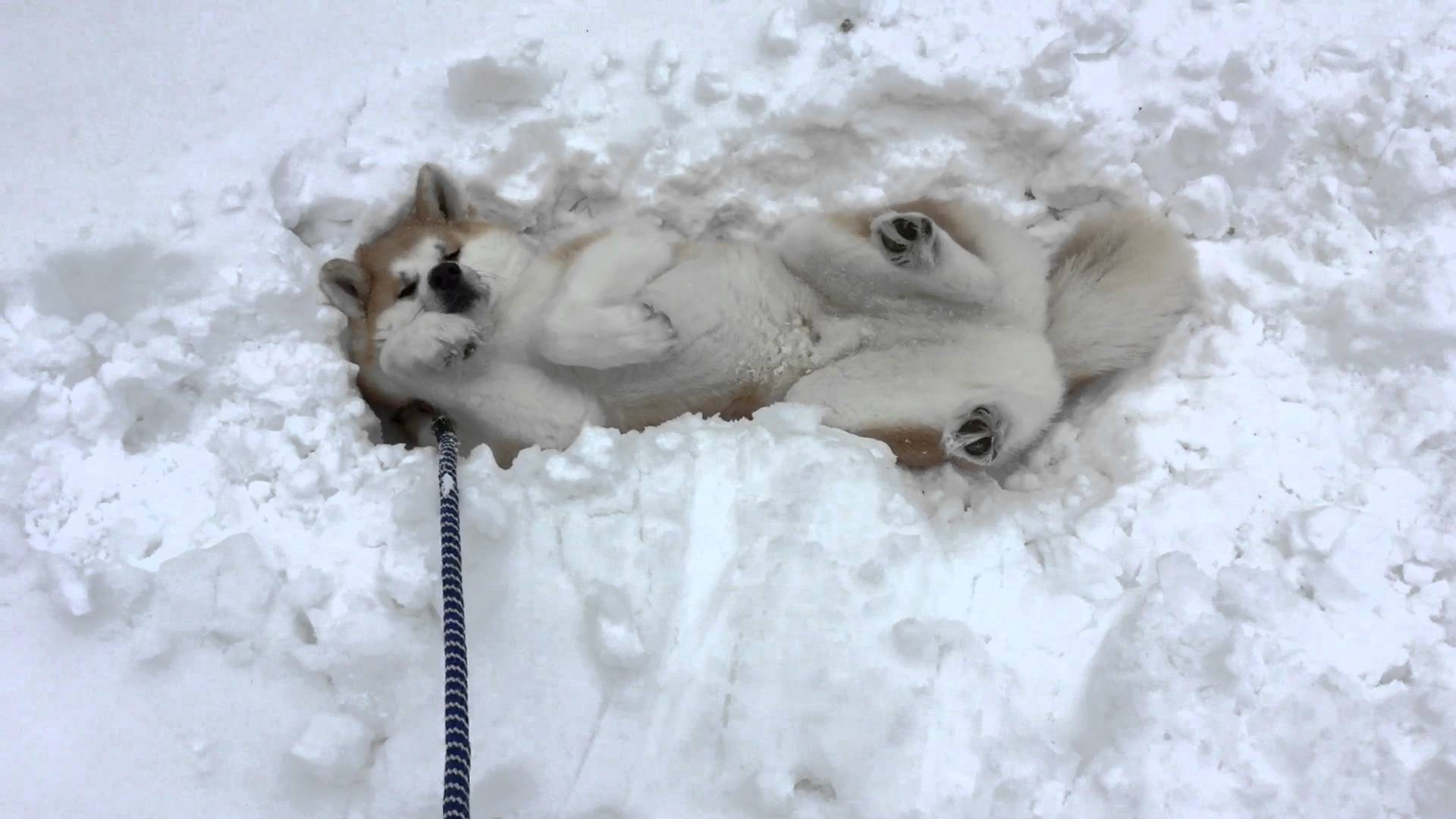 雪の上から動かない 絶対に帰りたくない秋田犬 ペットメディアlotty ロッティ