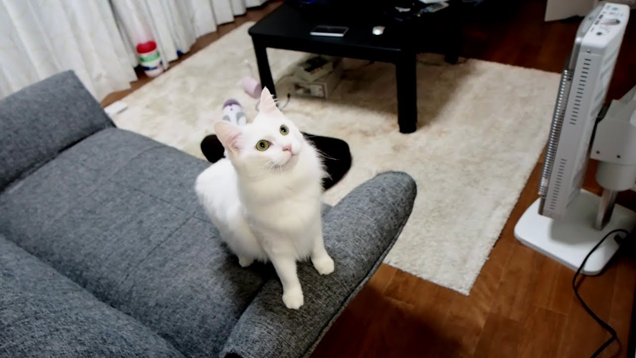従順 飢え チート 白い 猫 かわいい Bankruptcylawkw Com
