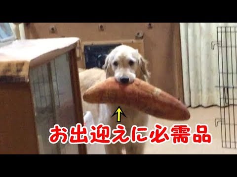 パンをくわえたゴールデンレトリバーちゃん 飼い主さんの帰宅に大興奮 ペットメディアlotty ロッティ