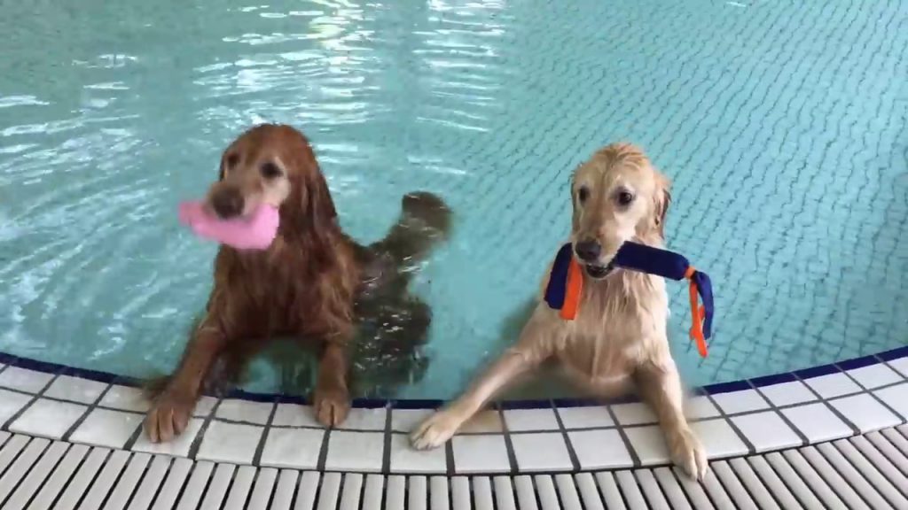 温水プールで思いっきりはしゃぐゴールデンレトリバーが可愛い ペットメディアlotty ロッティ