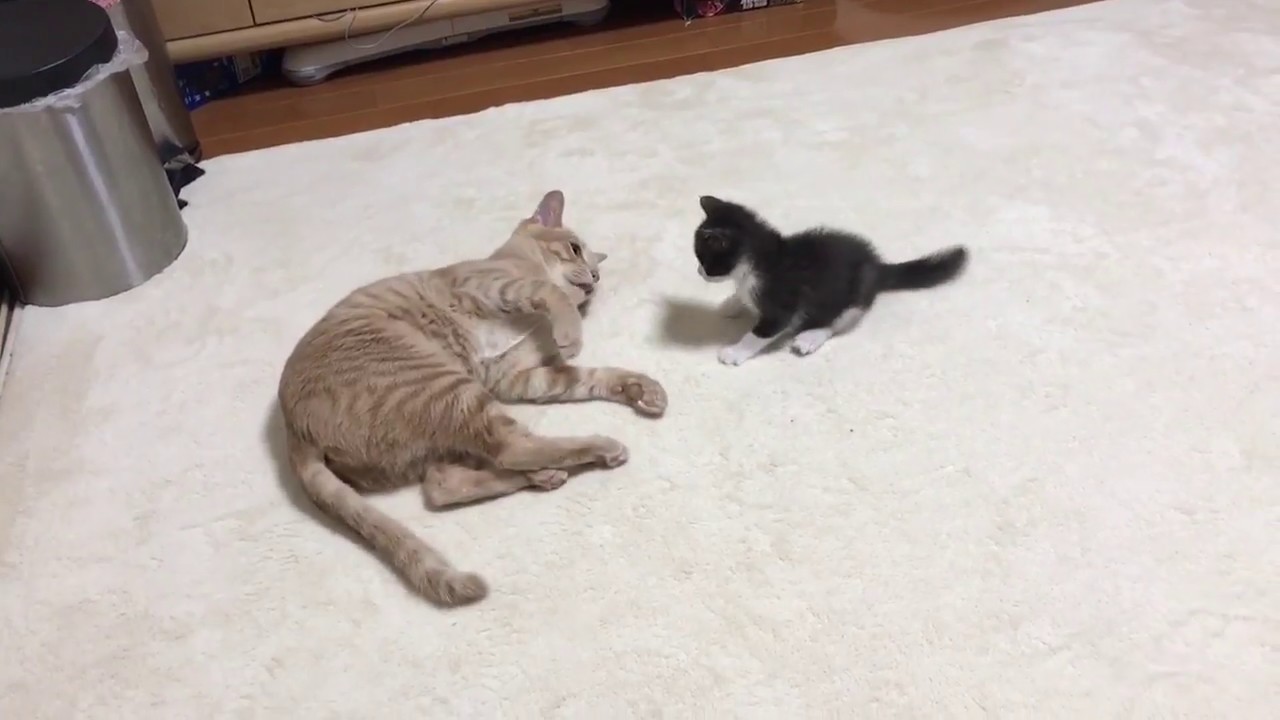 かまって〜？な子猫ちゃんのゴロンが可愛すぎる♡ 【ペットメディア 