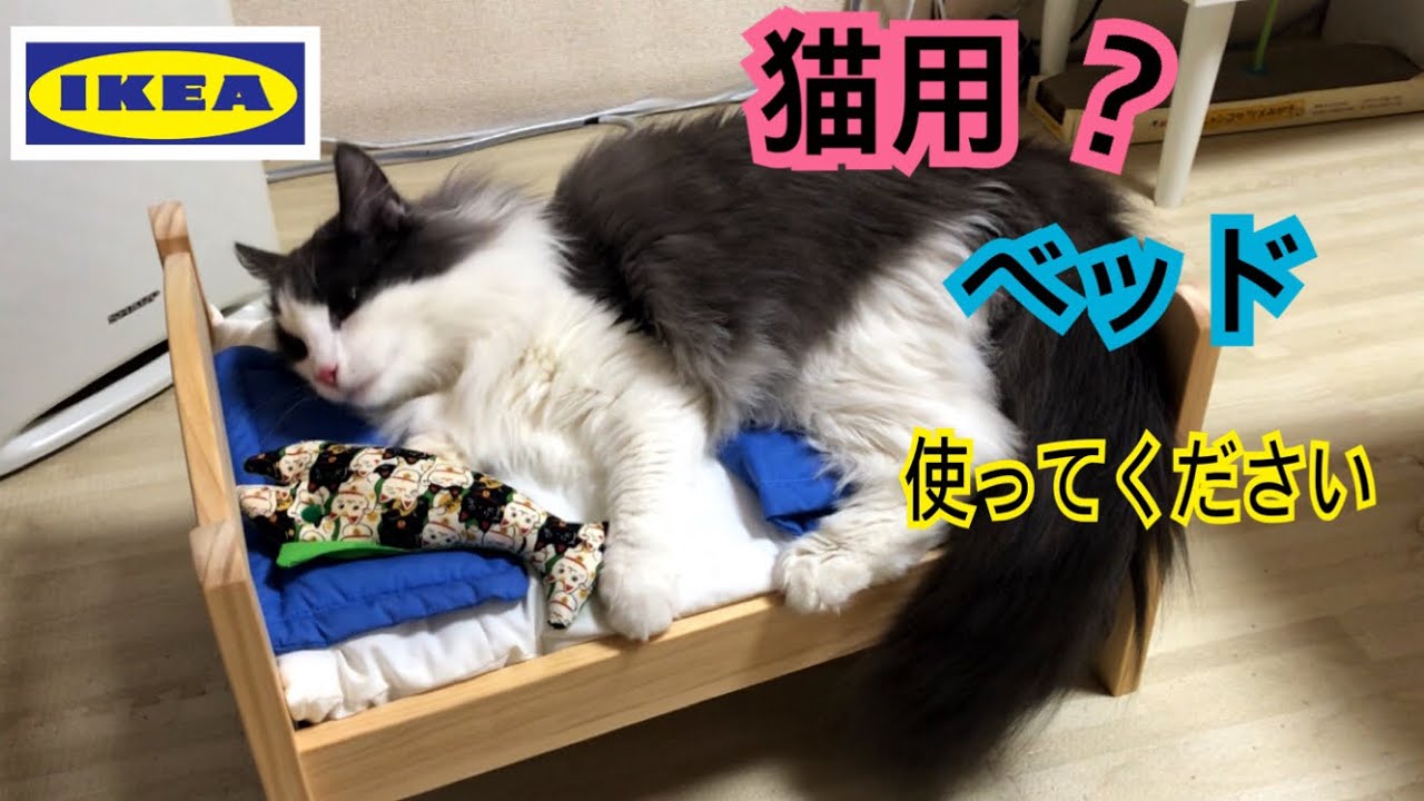 アウト セーフ 猫ちゃん用ベッドからはみ出しそうな猫ちゃんが可愛すぎる ペットメディアlotty ロッティ