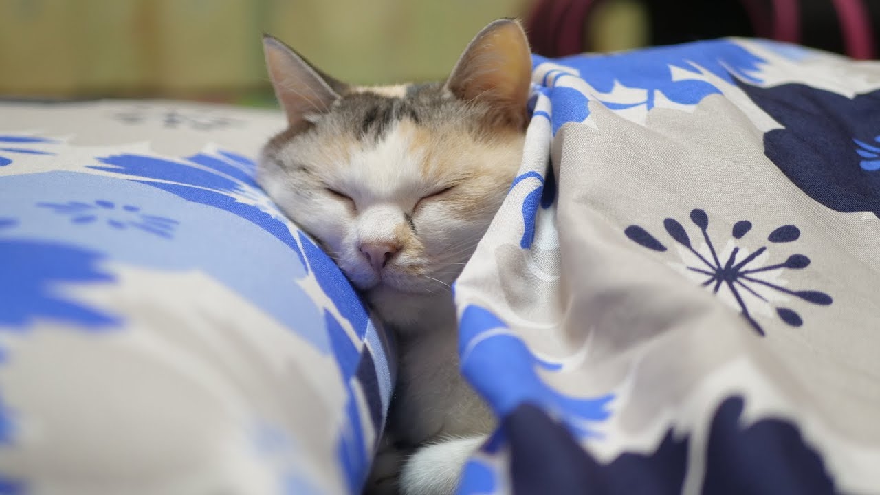お布団の中から顔を出す三毛猫ちゃんがまるで人間みたい 