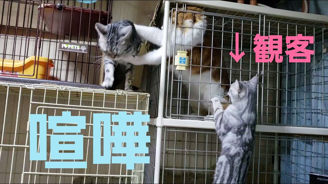 喧嘩が始まると現れる 猫ちゃんのちょっと変わった趣味はノ ゾ キ 見 ペットメディアlotty ロッティ