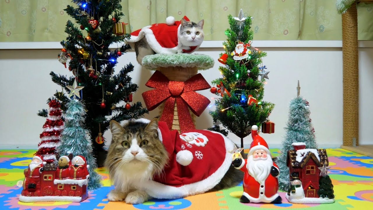 クリスマス 猫ちゃんたちが可愛いサンタさんに大変身 ペットメディアlotty ロッティ