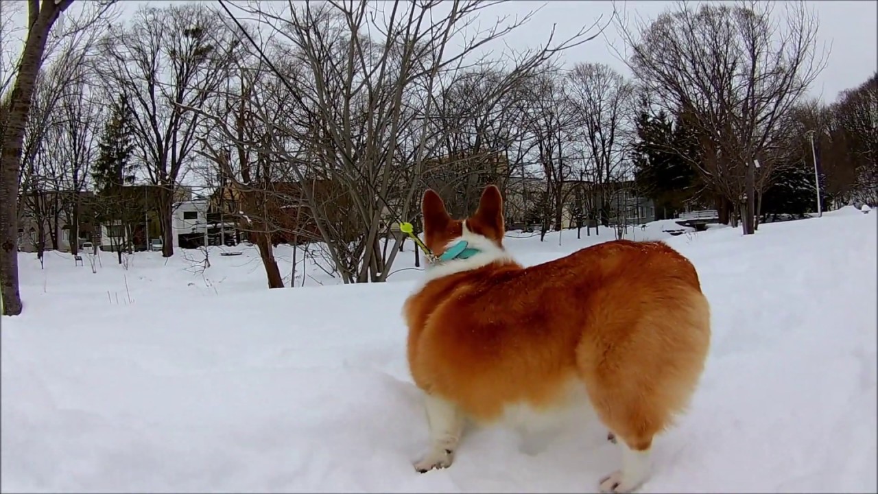 ルンルン W 雪の中を楽しげに歩くコーギーちゃんがかわいい ペットメディアlotty ロッティ