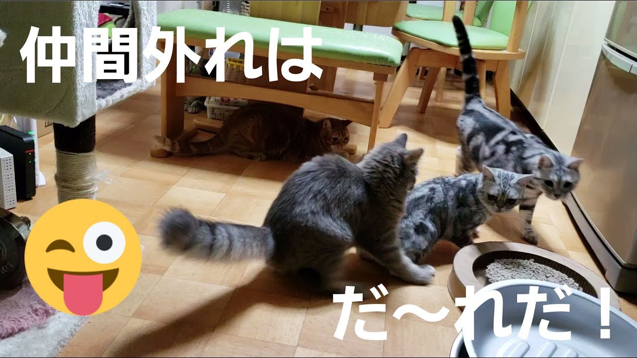 追いかけるもの違くない？レーザーポインターで遊んでいた猫ちゃんたち 