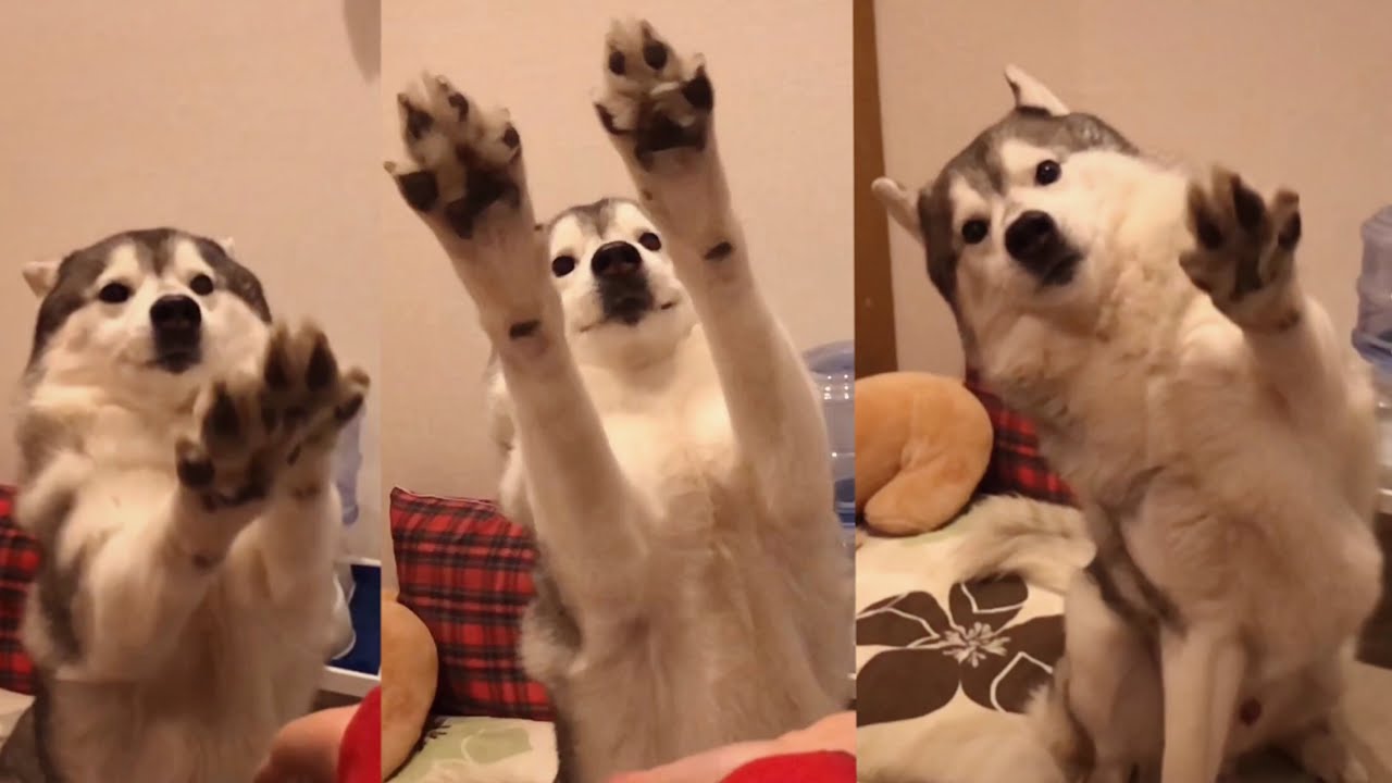 お手とおかわりは両手を出せばで省略できると考えたハスキーちゃん可愛すぎる件 E ペットメディアlotty ロッティ