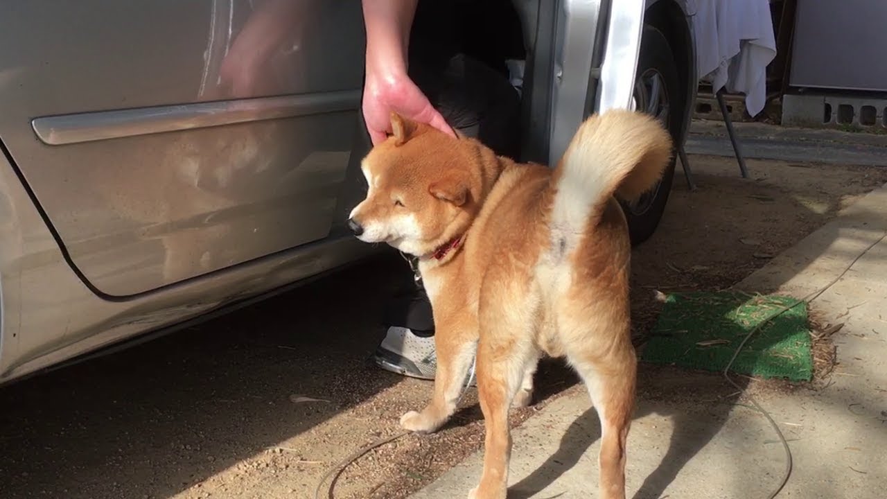 困ったおねだり W 僕も一緒に行く と運転席ドアの前に立ちふさがる柴犬ちゃん ペットメディアlotty ロッティ