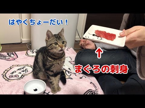 貰う前からしっぽブンブン マグロにテンションmaxの猫ちゃん ペットメディアlotty ロッティ