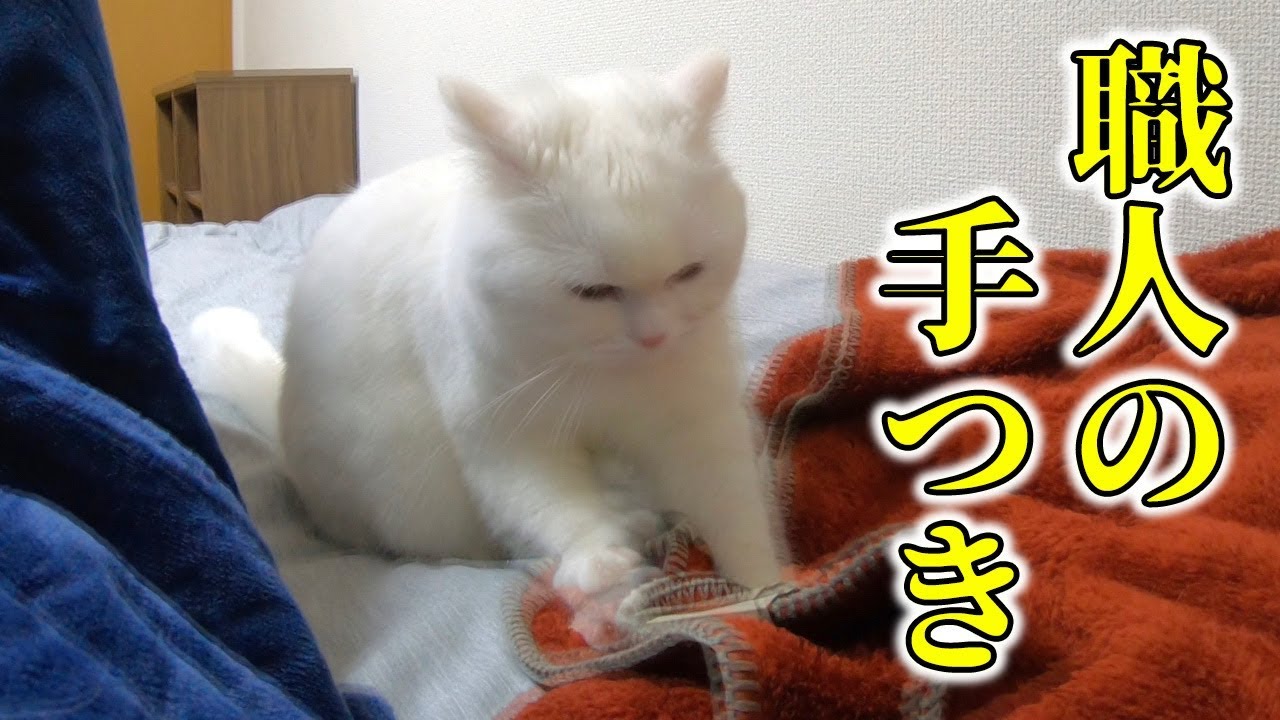 寝る前のふみふみタイム まるでパン生地をこねているみたいな職人気質な猫ちゃんwww ペットメディアlotty ロッティ