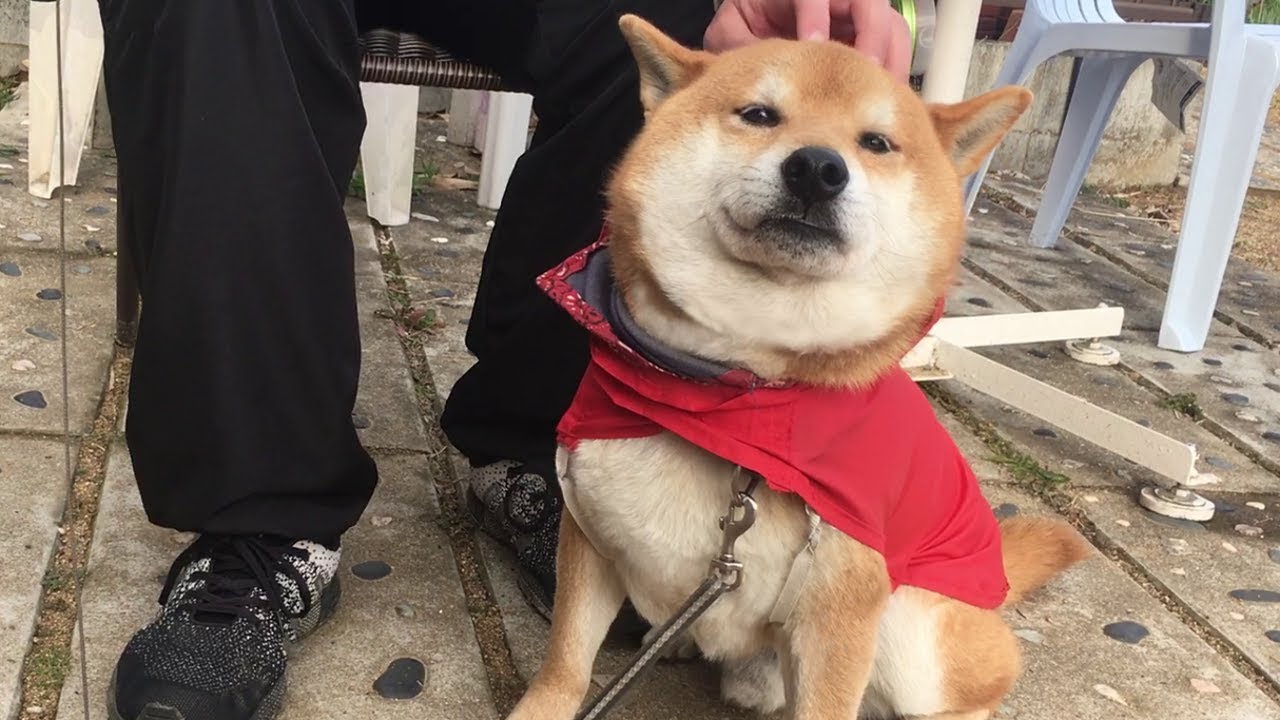 雨の日も手作りかっぱでお散歩ルンルンな柴犬ちゃん ペットメディアlotty ロッティ