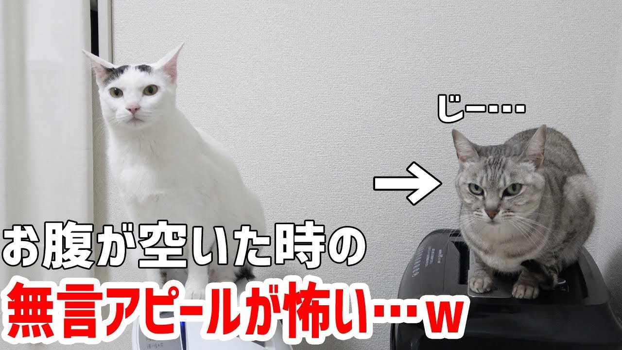 お腹が空きましたにゃ 無言の圧をかけてくる猫ちゃんたちがジワジワくる W ペットメディアlotty ロッティ