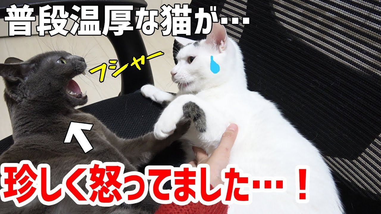 いつも静かな猫ちゃんほど怒ると怖い 一触即発 猫ちゃんピンチ ペットメディアlotty ロッティ