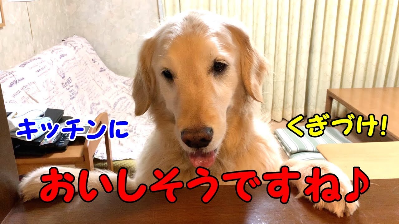 待ちきれない マグロにテンションmax E なゴールデンレトリバーちゃん ペットメディアlotty ロッティ