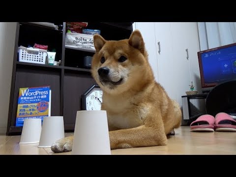 シャッフルゲームに挑戦 柴犬ちゃんがもしかしたら天才かもしれない件 W ペットメディアlotty ロッティ