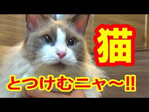 猫ちゃんの可愛い抗議に思わずニヤニヤしちゃう ペットメディアlotty ロッティ