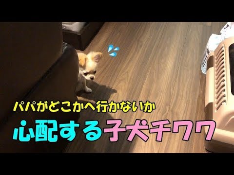 飼い主さんが好きすぎてご飯中にも見に来る寂しがり屋チワワちゃん ペットメディアlotty ロッティ