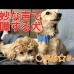 犬の鳴き声動画 画像 ペットメディアlotty ロッティ