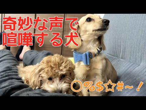 みんなは聞き取れる 奇妙な声で喧嘩をする犬の姉弟動画 ペットメディアlotty ロッティ